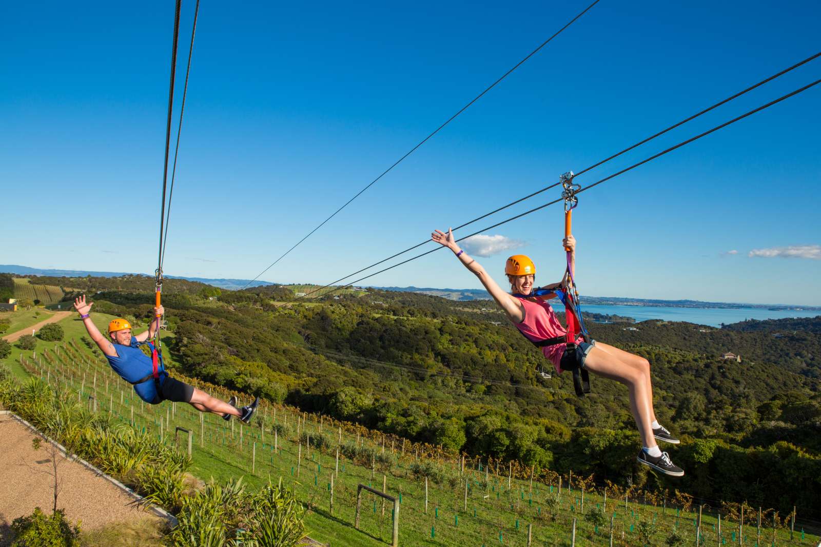 Eventide vineyard visible under the Ecozip Adventures zipline